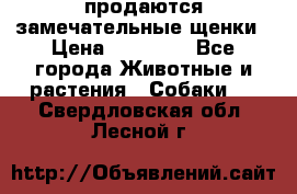 продаются замечательные щенки › Цена ­ 10 000 - Все города Животные и растения » Собаки   . Свердловская обл.,Лесной г.